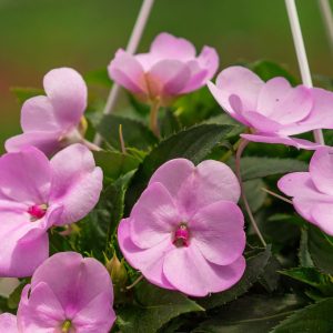 Sunpatiens – Compact Orchid – 8″ Hanging Basket